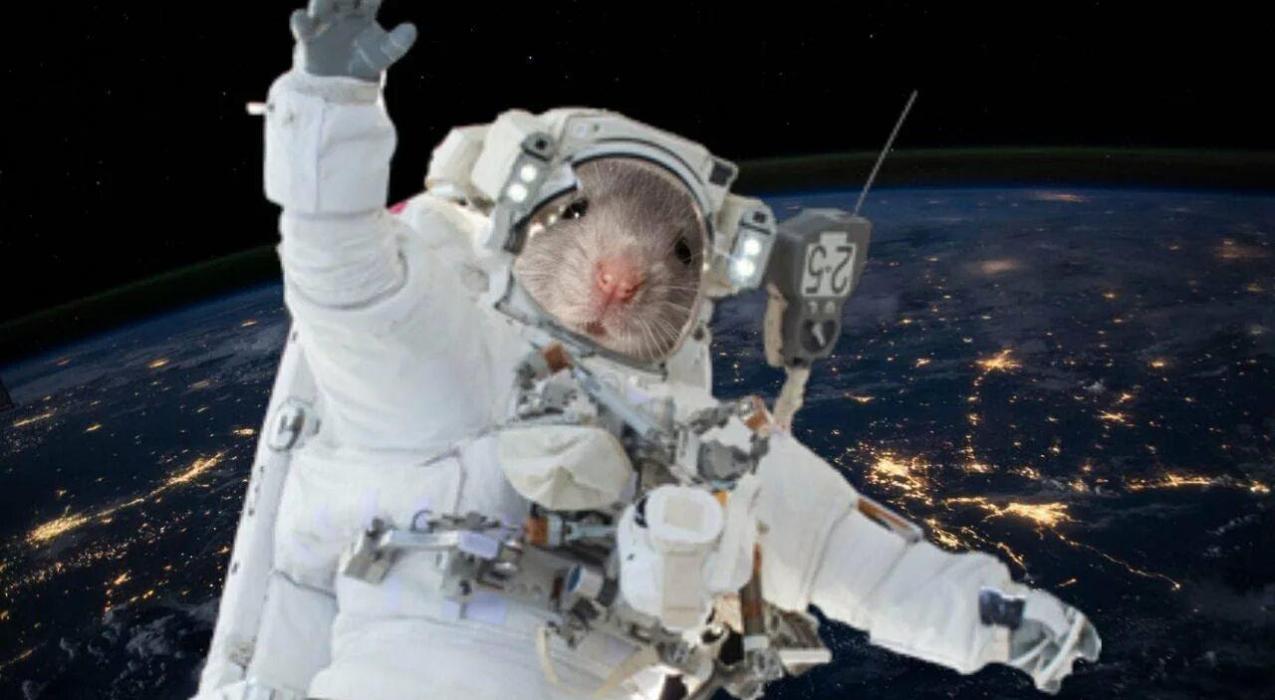 ОИЯИ заявил об участии в защите космонавтов от радиации и полетах мышей в космос