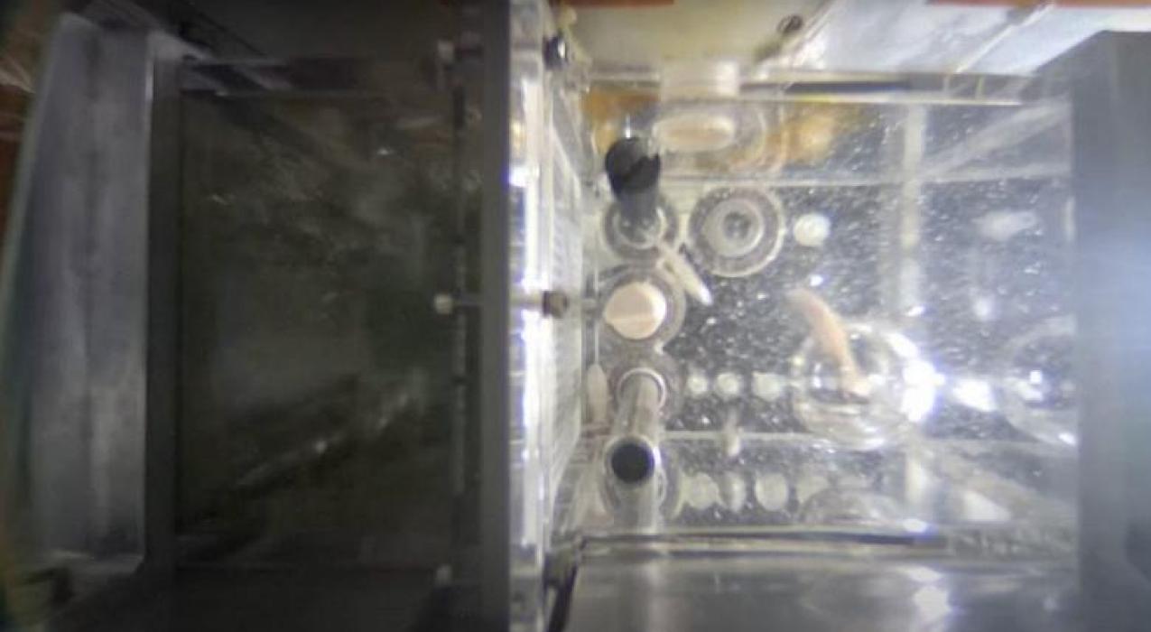 Китайская космическая станция «Тяньгун» стала домом для четырёх данио-рерио