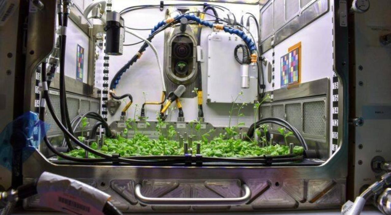 МГУ отправит на МКС новую оранжерею модульного типа