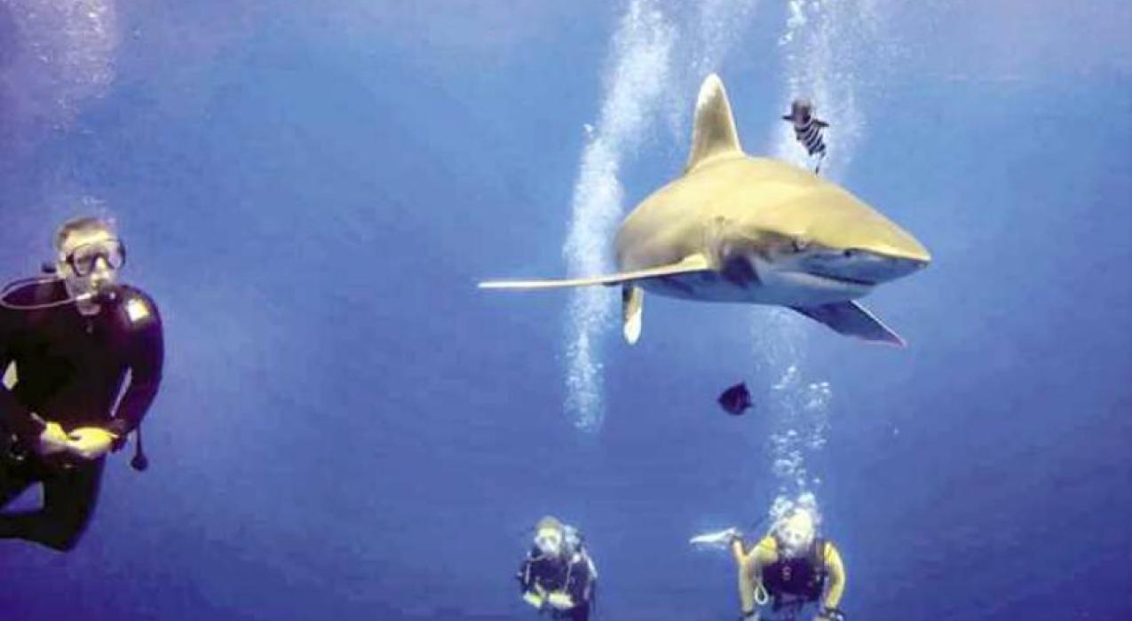 Новости Египта- на первую акулу прикрепили устройство спутникового слежения